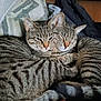 cat, tabby_cat, feline, pet, cuddling, two_cats, stripes, fur, whiskers, tail, cozy, resting, indoors, couch, pillow, blanket, closeup, sleepy, companion, domestic