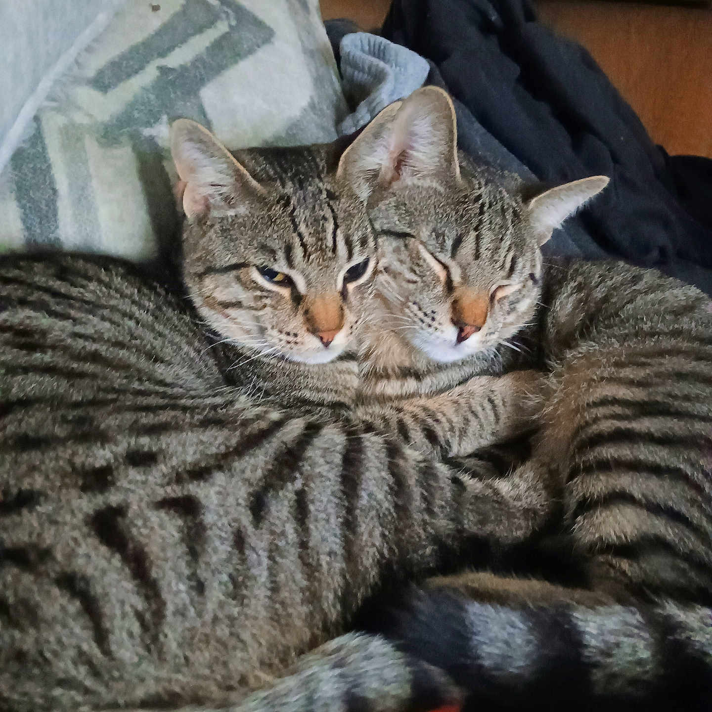 Flexis And Oscar joined the competition — help win amazing prizes! blanket, cat, closeup, companion, couch, cozy, cuddling, domestic, feline, fur, indoors, pet, pillow, resting, sleepy, stripes, tabby_cat, tail, two_cats, whiskers