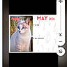 app_icons, blue_eyes, browser_tab, calendar, cat, emojis, fur, indoor, kitten, may_2026, notification_bar, pet, phone_ui, portrait, screenshot, smartphone, volume_slider, webpage, white_border, wooden_fence