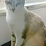 Casper is registered to the contest to win money with this photo: backlight, blue_eyes, cat, cozy, cream_fur, ears, feline, fur, indoor, looking_at_camera, paws, pet, portrait, short_hair, sitting, tabby_markings, whiskers, white_fur, window, windowsill