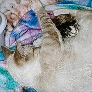 Casper joined the competition — help win amazing prizes! animal, blanket, cat, colorful, companion, cozy, cute, domestic, feline, fur, indoor, pet, relaxation, resting, sleeping, snuggle, soft, texture, two_cats, warm