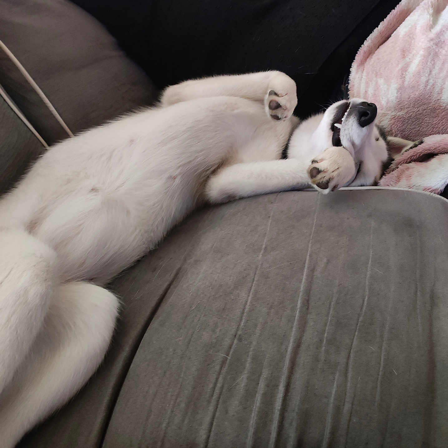 Yuna participe au concours pour gagner de l'argent avec cette photo : adult, animal, canine, cat, couch, cushion, dog, face, furniture, head, homedecor, hound, husky, indoors, male, man, person, pet, puppy, sleeping