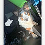 Hogan is registered to the contest to win money with this photo: dog, tricolor, blue_eyes, car_seat, sunlight, shadow, pet, animal, relaxed, indoor, seatbelt, fur, ears, paw, closeup, companion, domestic_animal, resting, cute, portrait