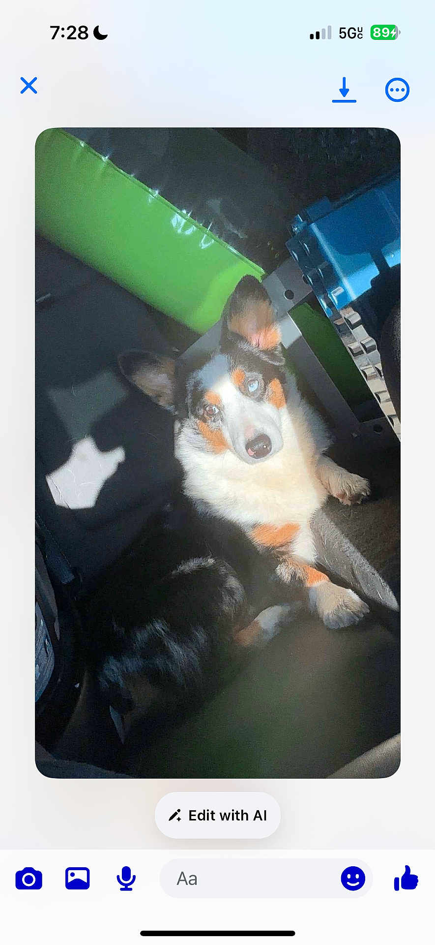Hogan is registered to the contest to win money with this photo: dog, tricolor, blue_eyes, car_seat, sunlight, shadow, pet, animal, relaxed, indoor, seatbelt, fur, ears, paw, closeup, companion, domestic_animal, resting, cute, portrait
