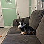 dog, couch, living_room, indoor, pet, tricolor_dog, furniture, relaxed, cozy, wall_sign, door, floor, brown, gray, mint_green, home, comfort, resting, quiet, clean