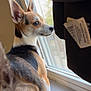 Oreo is registered to the contest to win money with this photo: dog, small_dog, pet, window, indoor, ears, tail, curious, looking_out, furniture, cushion, light, daylight, brown, white, black, animal, companion, domestic, cozy