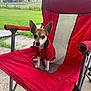 Oreo joined the competition — help win amazing prizes! dog, small_dog, red_clothing, red_chair, outdoor, grass, sidewalk, suburban, pet, animal, ears, sitting, fence, house, daylight, canine, portrait, cute, attentive, folding_chair