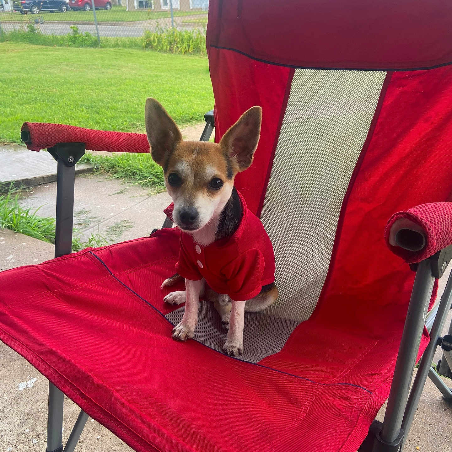 Oreo joined the competition — help win amazing prizes! animal, attentive, canine, cute, daylight, dog, ears, fence, folding_chair, grass, house, outdoor, pet, portrait, red_chair, red_clothing, sidewalk, sitting, small_dog, suburban