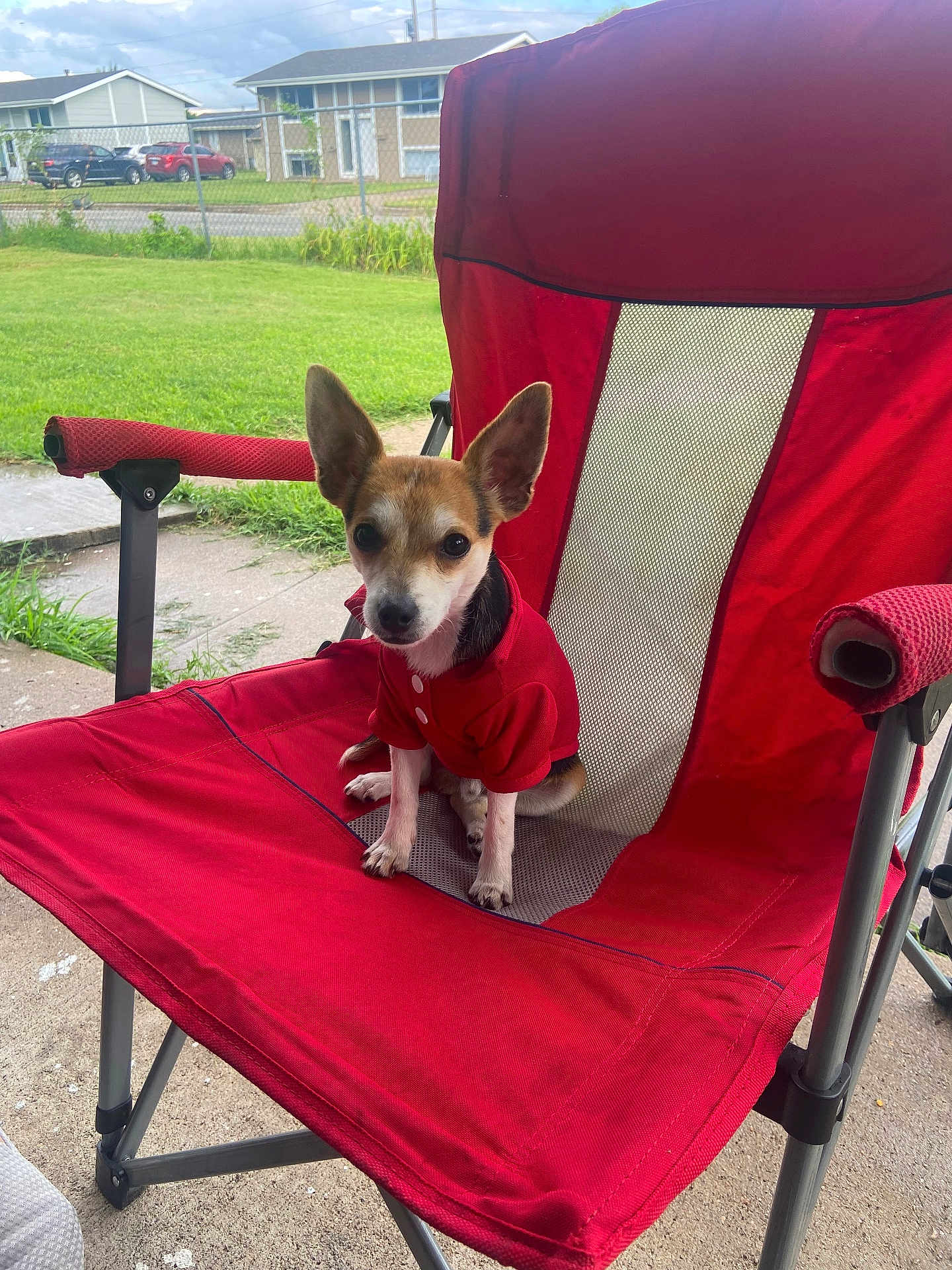 Oreo joined the competition — help win amazing prizes! dog, small_dog, red_clothing, red_chair, outdoor, grass, sidewalk, suburban, pet, animal, ears, sitting, fence, house, daylight, canine, portrait, cute, attentive, folding_chair