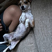 Oreo is registered to the contest to win money with this photo: dog, small_dog, couch, furniture, indoor, pet, relaxed, lying_down, animal, person, human_body_part, knee, hand, fur, white_fur, brown_fur, paw, claws, cute, companion