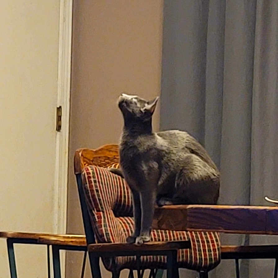 Nina is registered to the contest to win money with this photo: animal, architecture, armchair, building, cat, chair, couch, diningroom, diningtable, furniture, hardwood, homedecor, indoors, livingroom, person, pet, plywood, room, table, wood