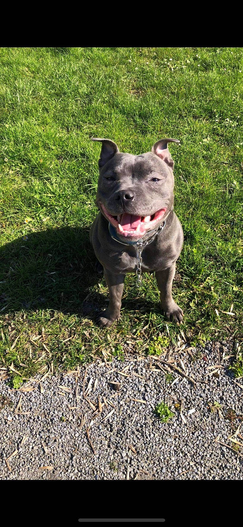 Onyxe a rejoint le concours — aidez-le/la à gagner de superbes lots ! american_pit_bull_terrier, american_staffordshire_terrier, bull_and_terrier, canidae, carnivore, companion_dog, dog, dog_breed, fawn, grass, mammal, non_sporting_group, pit_bull, rare_breed_dog, snout, sporting_group, staffordshire_bull_terrier, terrier, vertebrate