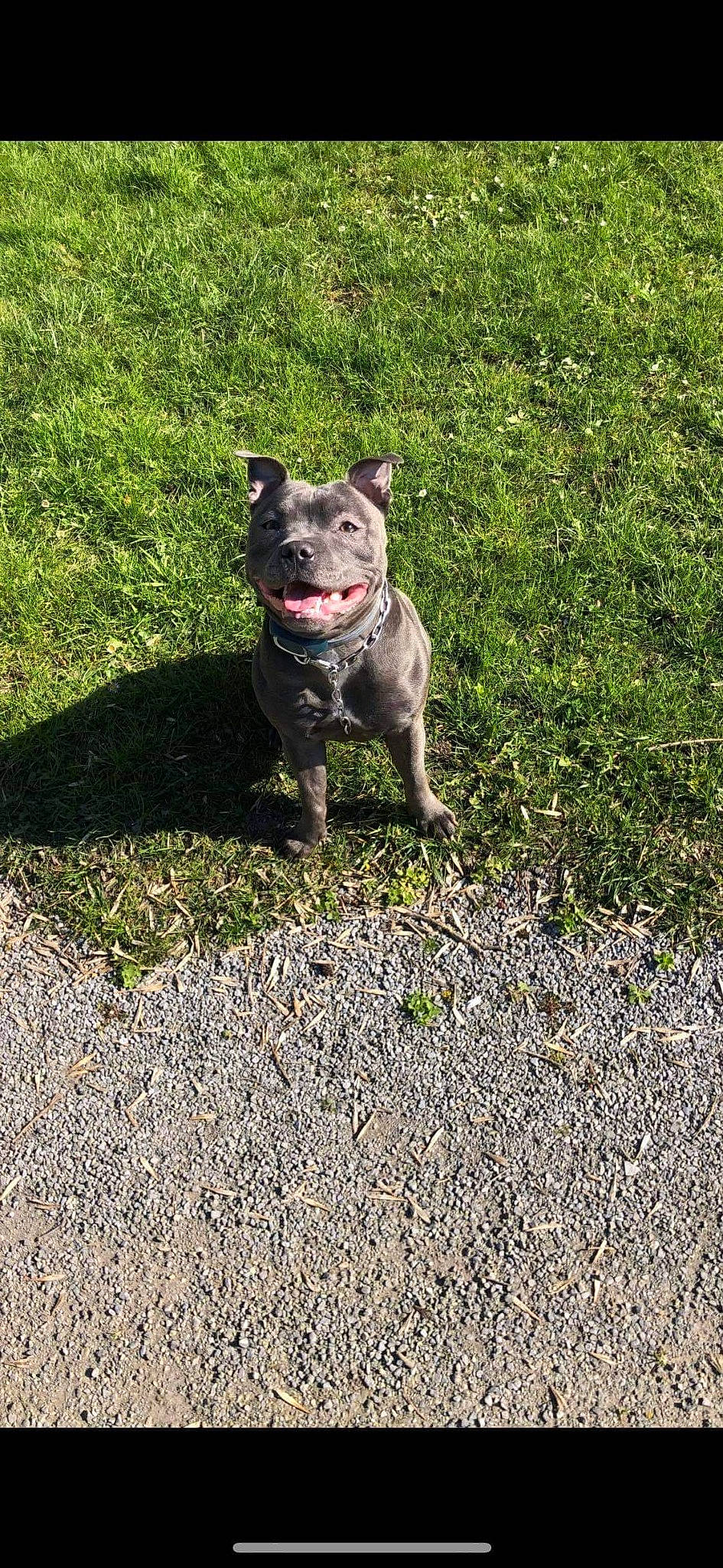 Onyxe participe au concours pour gagner de l'argent avec cette photo : adventure, american_pit_bull_terrier, american_staffordshire_terrier, bull_and_terrier, canidae, carnivore, dog, dog_breed, dog_walking, fawn, grass, mammal, non_sporting_group, pit_bull, plant, snout, sporting_group, staffordshire_bull_terrier, terrier, vertebrate