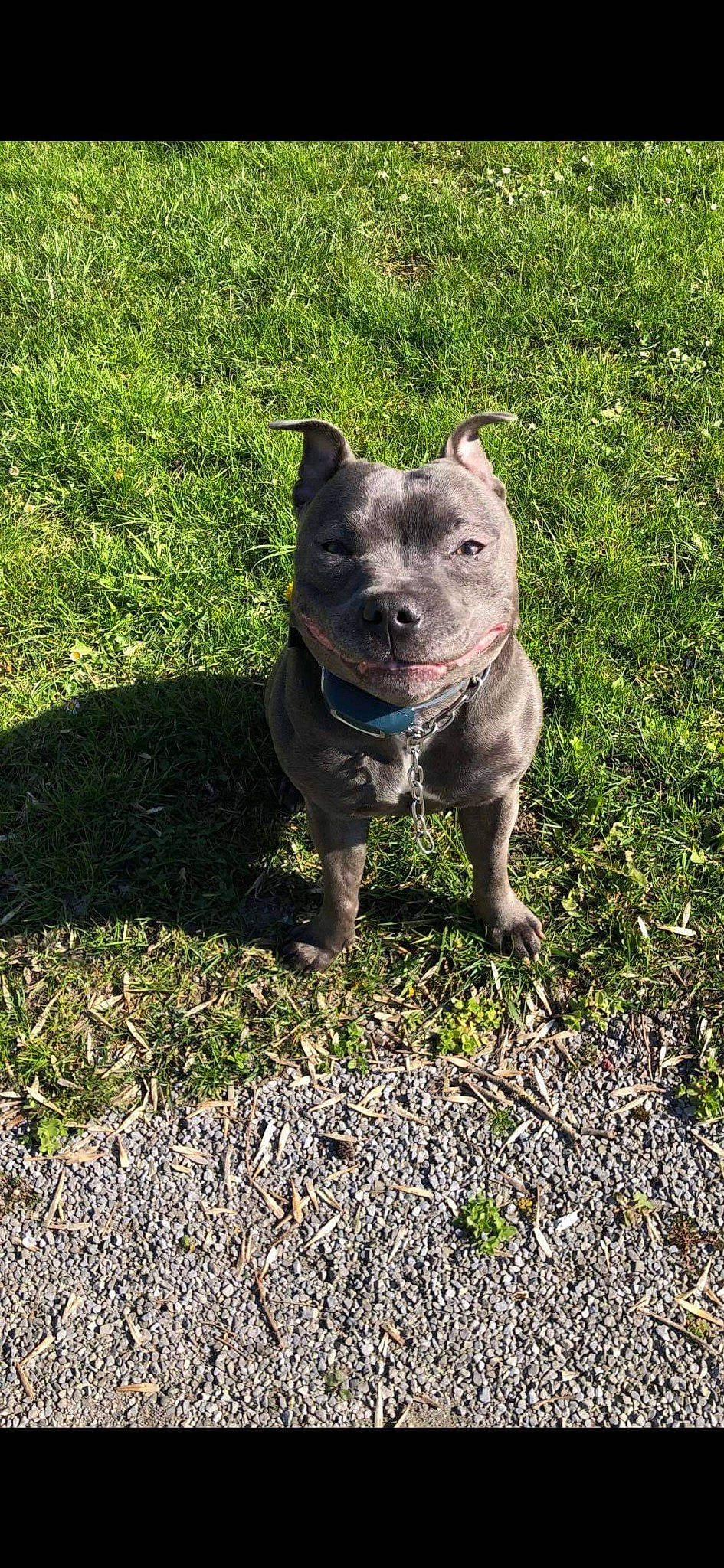 Onyxe participe au concours pour gagner de l'argent avec cette photo : american_pit_bull_terrier, american_staffordshire_terrier, bull_and_terrier, canidae, carnivore, dog, dog_breed, fawn, grass, mammal, non_sporting_group, pit_bull, plant, rare_breed_dog, staffordshire_bull_terrier, terrier, vertebrate