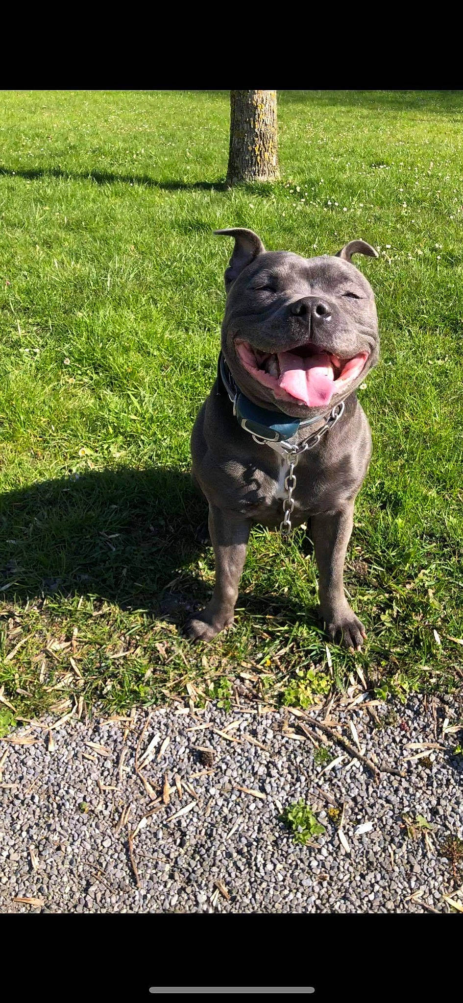 Onyxe a rejoint le concours — aidez-le/la à gagner de superbes lots ! american_bulldog, american_pit_bull_terrier, american_staffordshire_terrier, bandog, canidae, carnivore, companion_dog, dog, dog_breed, dog_walking, fawn, grass, mammal, non_sporting_group, pit_bull, rare_breed_dog, snout, sporting_group, staffordshire_bull_terrier, vertebrate