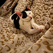 Daisy joined the competition — help win amazing prizes! cat, black_and_white, sleeping, relaxed, lying_down, stretching, paw, pet, indoors, blanket, plush, cozy, bed, patterned_fabric, warm_lighting, close_up, portrait, collar, green_tag, cute