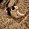 cat, black_and_white, sleeping, relaxed, lying_down, stretching, paw, pet, indoors, blanket, plush, cozy, bed, patterned_fabric, warm_lighting, close_up, portrait, collar, green_tag, cute