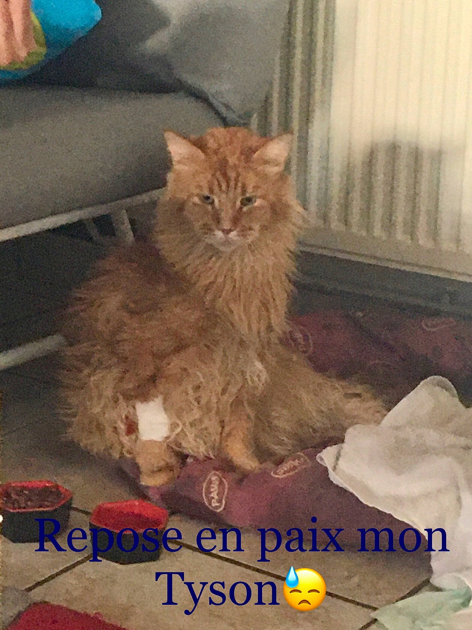 Tyson a rejoint le concours — aidez-le/la à gagner de superbes lots ! art, box, carnivore, cat, claw, companion_dog, domestic_short_haired_cat, fawn, felidae, flooring, font, fur, paw, photo_caption, small_to_medium_sized_cats, snout, tail, terrestrial_animal, whiskers, wood