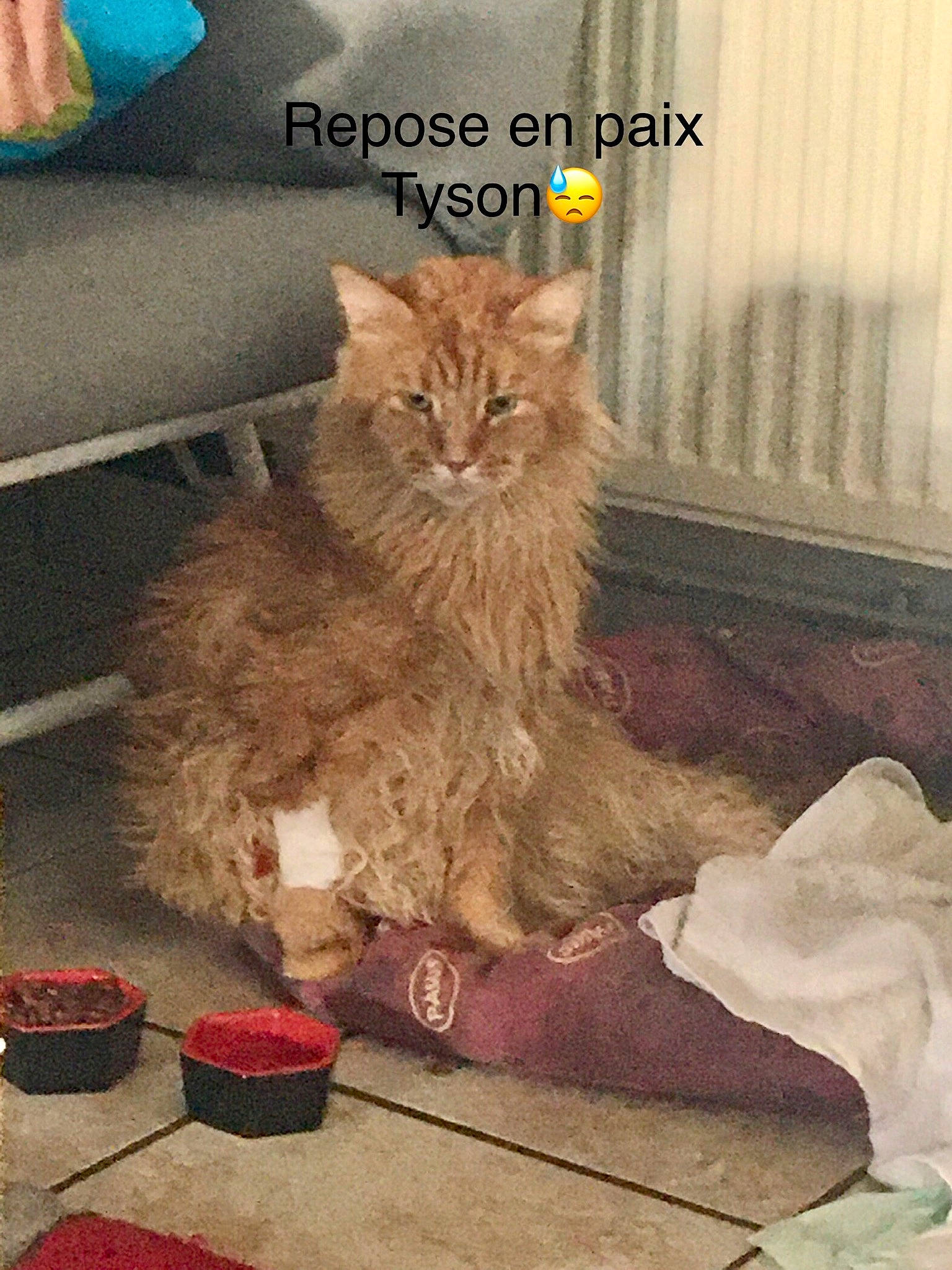 Tyson participe au concours pour gagner de l'argent avec cette photo : art, box, carmine, carnivore, cat, claw, domestic_short_haired_cat, fawn, felidae, flooring, fur, human_leg, paw, photo_caption, sitting, small_to_medium_sized_cats, tail, terrestrial_animal, whiskers, wood