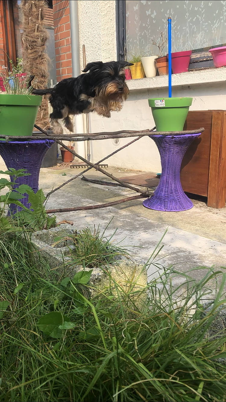 Pablo Dit Piou a rejoint le concours — aidez-le/la à gagner de superbes lots ! blue, carnivore, companion_dog, dog, dog_breed, electric_blue, flooring, flowerpot, garden, grass, green, groundcover, herb, houseplant, lawn_ornament, paint, plant, tints_and_shades, wood, wood_stain