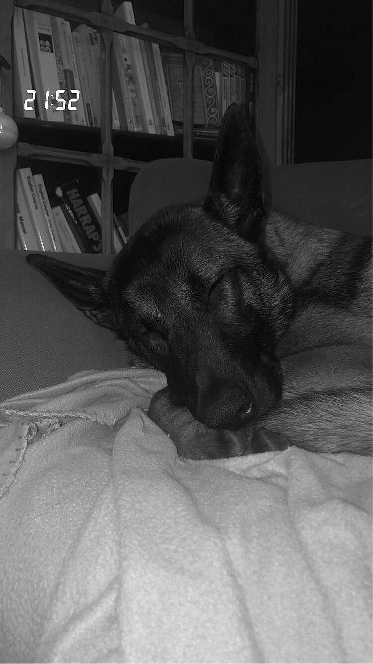 Umy participe au concours pour gagner de l'argent avec cette photo : bookcase, carnivore, comfort, companion_dog, dog, dog_breed, ear, eye, fawn, felidae, grey, human_leg, monochrome, monochrome_photography, shelf, small_to_medium_sized_cats, snout, sporting_group, toy_dog, whiskers