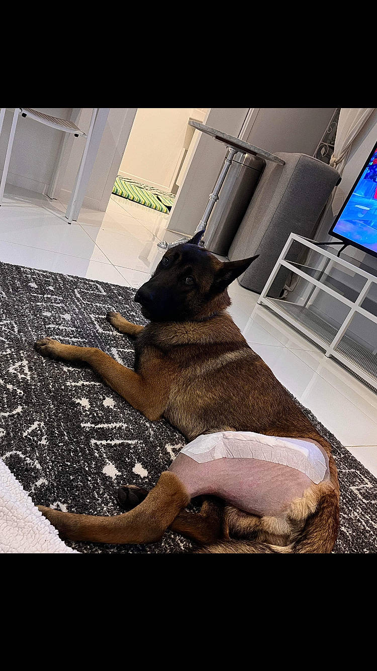 Umy participe au concours pour gagner de l'argent avec cette photo : canidae, carnivore, comfort, companion_dog, dog, dog_breed, fawn, flooring, fur, human_leg, plant, snout, sporting_group, tail, television, terrestrial_animal, tints_and_shades, visual_arts, window, working_animal