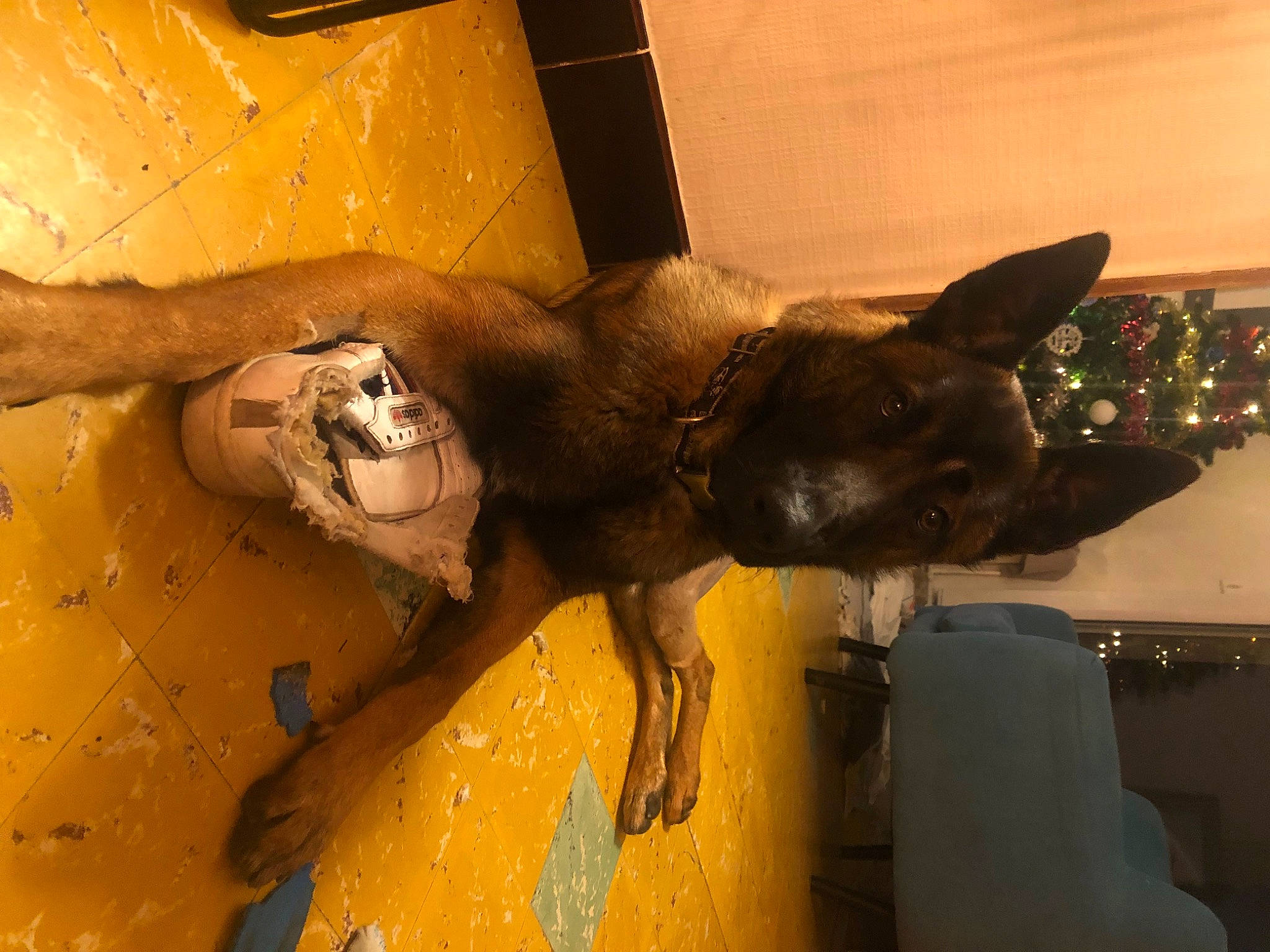 Umy a rejoint le concours — aidez-le/la à gagner de superbes lots ! canidae, carnivore, companion_dog, dog, dog_breed, fawn, felidae, guard_dog, human_leg, liver, metal, non_sporting_group, small_to_medium_sized_cats, snout, sporting_group, tail, toy_dog, whiskers, wood, working_animal