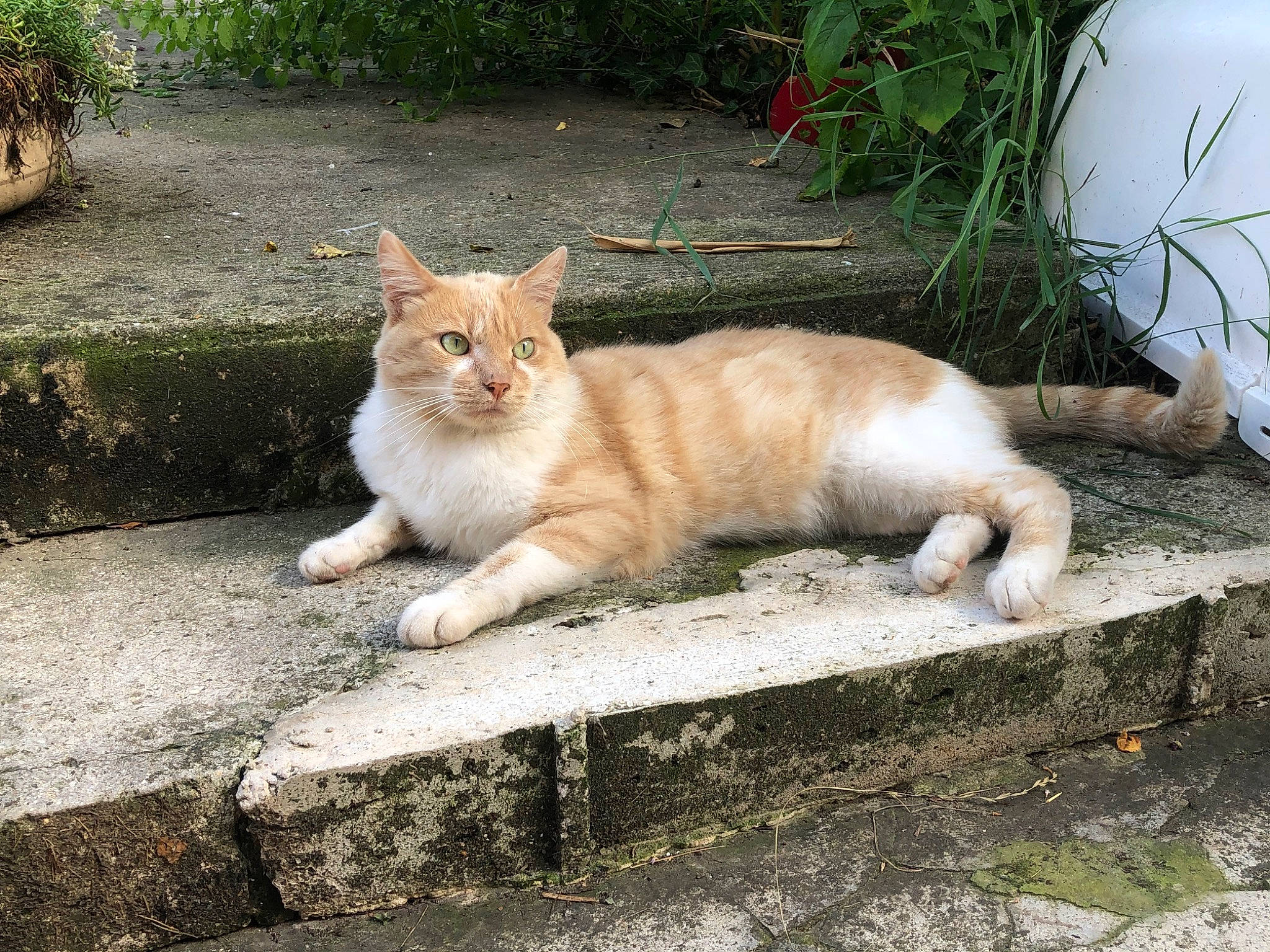 Tiroux Petit Chat Qui Vit Dehors