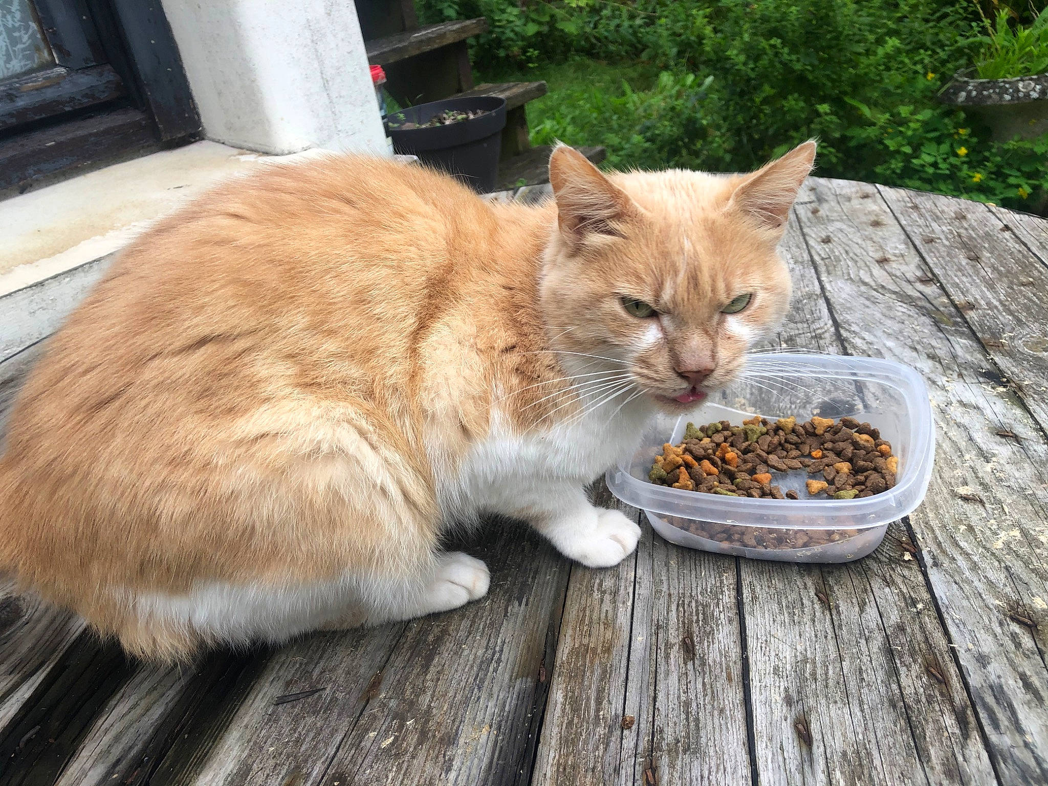 Tiroux Petit Chat Qui Vit Dehors a rejoint le concours — aidez-le/la à gagner de superbes lots ! animal_feed, carnivore, cat, cat_food, cat_supply, domestic_short_haired_cat, fawn, felidae, food, fur, grass, ingredient, pet_food, plant, recipe, small_to_medium_sized_cats, tableware, tail, whiskers, wood