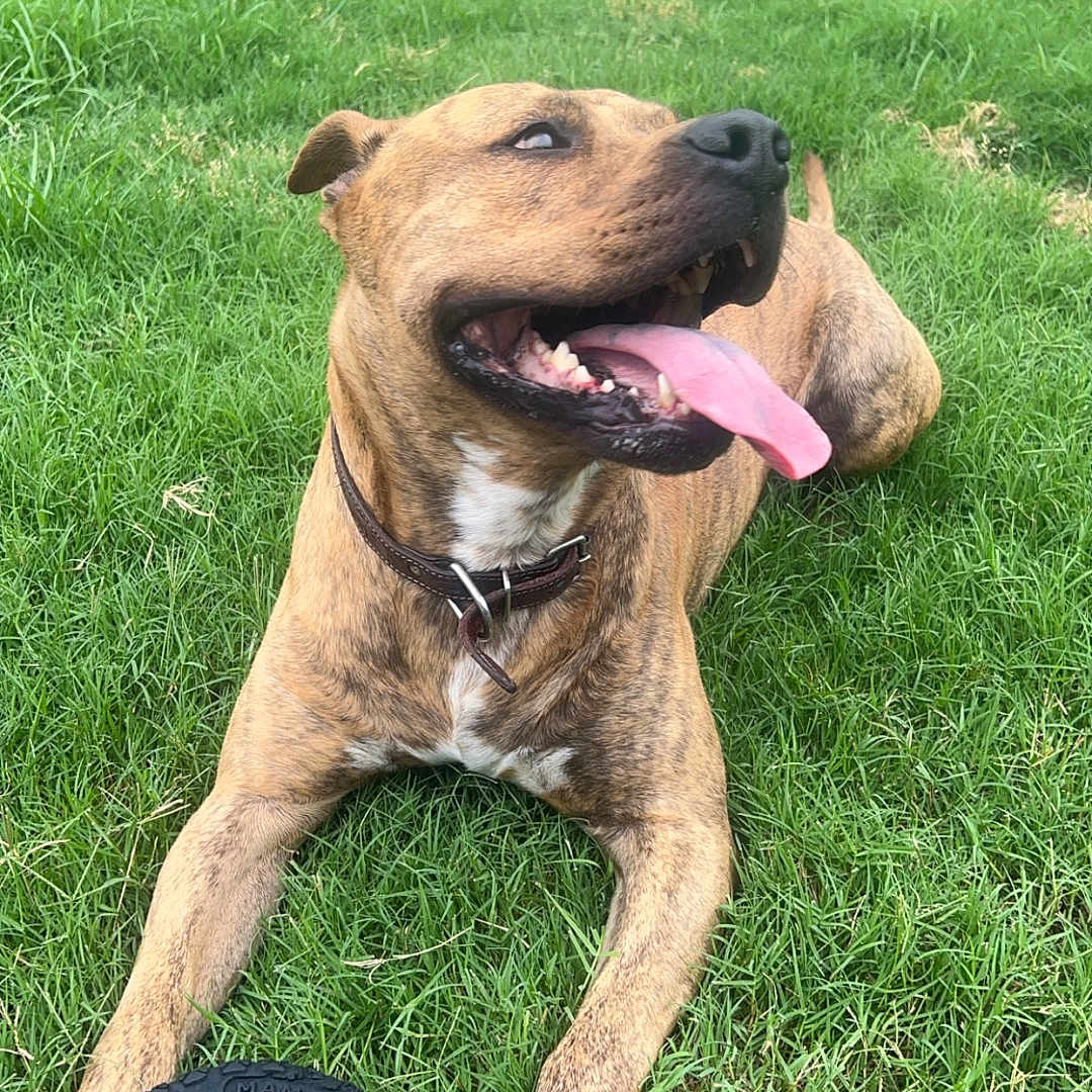 Tank joined the competition — help win amazing prizes! alloywheel, animal, backyard, canine, car, carwheel, dog, grass, lawn, machine, nature, outdoors, pet, plant, spoke, tire, transportation, vehicle, wheel, yard
