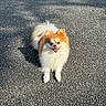dog, pomeranian, fluffy, smiling, outdoor, sunlight, asphalt, pet, animal, happy, small_dog, cute, standing, shadow, fur, canine, mammal, friendly, walking_surface, daytime