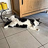 cat, black_and_white, pet, feline, lying_down, sprawled, floor, tile, indoor, home, cabinet, wooden_furniture, yellow_candle_holders, decor, relaxed, pink_nose, green_eyes, whiskers, fluffy_fur, funny_pose
