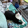 Tom a rejoint le concours — aidez-le/la à gagner de superbes lots ! cat, tuxedo_cat, black_and_white, pet, feline, sitting, portrait, indoors, patio, cushion, blanket, textiles, potted_plants, flowers, vase, furniture, rug, wooden_deck, green, blue