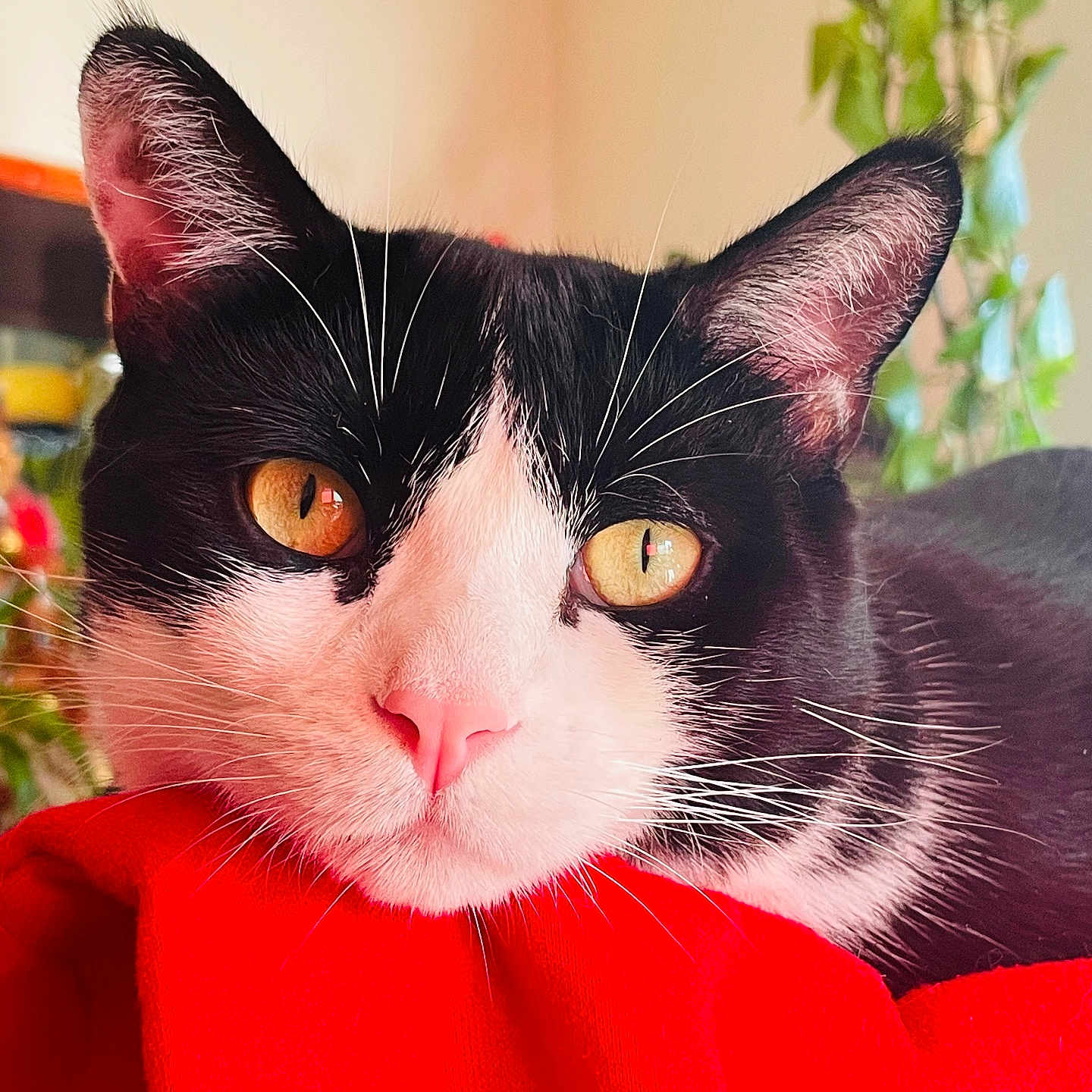 Tom