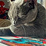 Ava participe au concours pour gagner de l'argent avec cette photo : cat, gray_cat, sleeping, comic_books, stack, sunlight, window, indoor, toy, spiderman, figurine, closeup, whiskers, relaxation, pet, feline, table, shadow, cozy, quiet