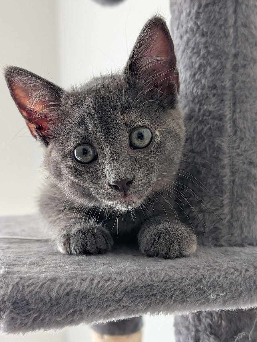 Ava participe au concours pour gagner de l'argent avec cette photo : kitten, gray_cat, cat_tree, fuzzy, paws, closeup, cute, pet, animal, indoor, curious, whiskers, ears, face, soft, fur, looking, young, playful, resting