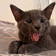 Ava participe au concours pour gagner de l'argent avec cette photo : kitten, cat, gray_fur, tongue_out, whiskers, ears, paws, pet, cute, animal, feline, lying_down, bed, blanket, indoor, closeup, young, fur, sleepy, relaxed