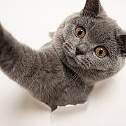 Blue joined the competition — help win amazing prizes! cat, gray_cat, feline, pet, animal, whiskers, fur, curious, amber_eyes, close_up, paw, cute, playful, indoor, studio, photography, white_background, breaking_through, portrait, adorable