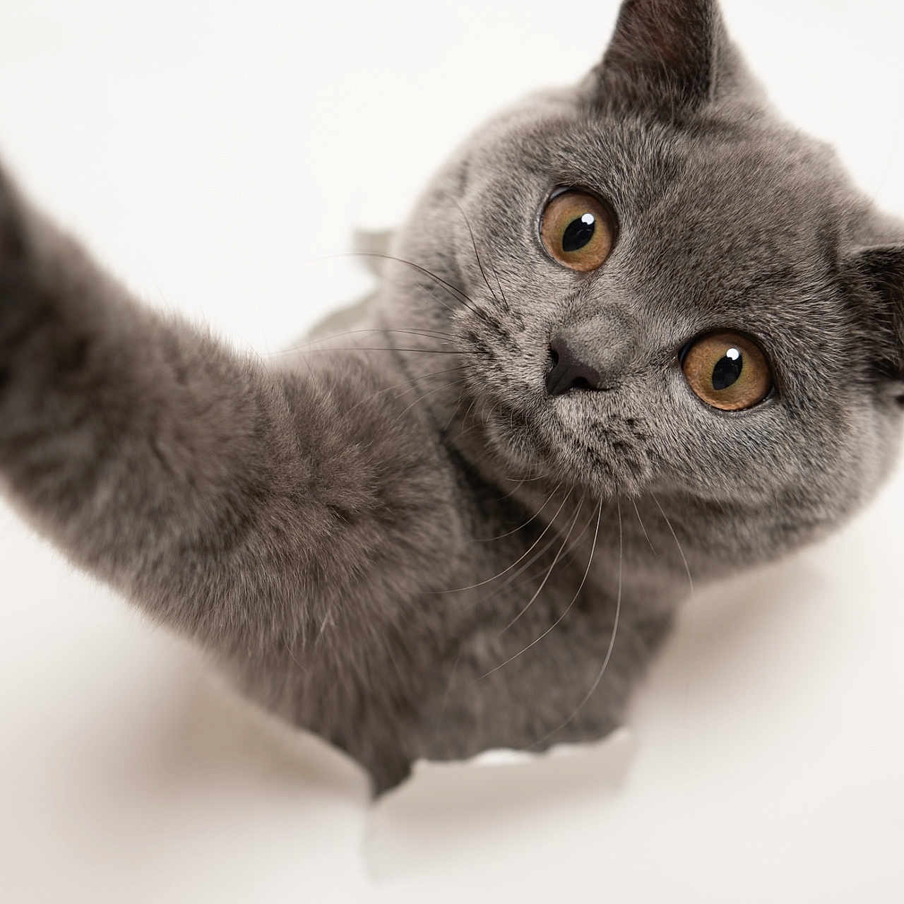 Blue joined the competition — help win amazing prizes! adorable, amber_eyes, animal, breaking_through, cat, close_up, curious, cute, feline, fur, gray_cat, indoor, paw, pet, photography, playful, portrait, studio, whiskers, white_background