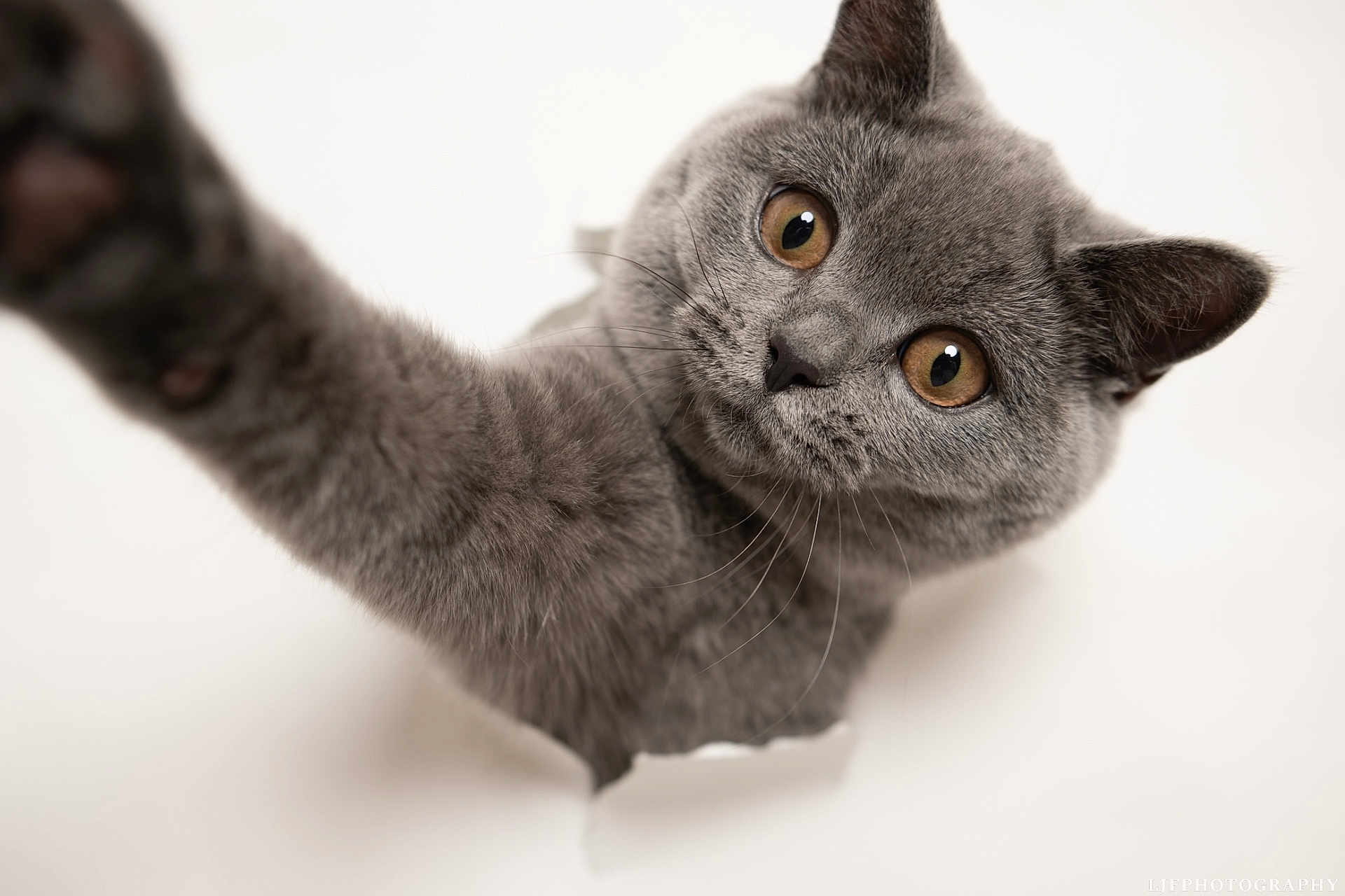 Blue joined the competition — help win amazing prizes! cat, gray_cat, feline, pet, animal, whiskers, fur, curious, amber_eyes, close_up, paw, cute, playful, indoor, studio, photography, white_background, breaking_through, portrait, adorable