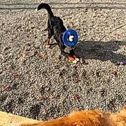 Bandit is registered to the contest to win money with this photo: active, animal, black, brown, daylight, dog, frisbee, fur, golden, grass, gravel, leaves, nature, outdoor, pet, play, recreation, shadow, stone, toy