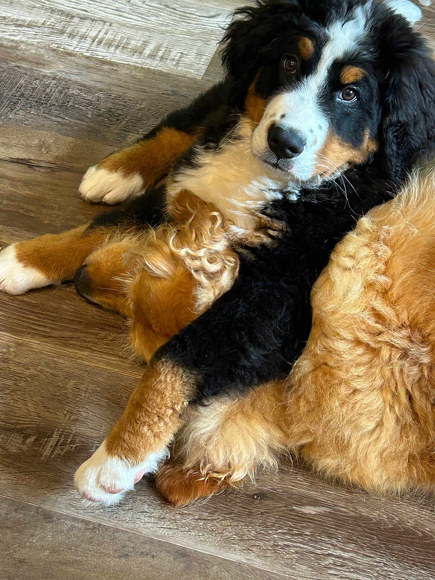 Bandit joined the competition — help win amazing prizes! dog, puppy, bernese_mountain_dog, curly_fur, fluffy, black, brown, white, floor, wooden_floor, lying_down, cuddling, pets, animal, cute, companion, domestic_animal, fur, snuggling, relaxing