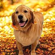 Caesar is registered to the contest to win money with this photo: animal, autumn, canine, daylight, dog, fall_leaves, fur, golden_retriever, happy, leaf_litter, mammal, nature, outdoor, park, pet, playful, seasonal, summer_to_fall, tongue_out, walking