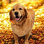 animal, autumn, canine, daylight, dog, fall_leaves, fur, golden_retriever, happy, leaf_litter, mammal, nature, outdoor, park, pet, playful, seasonal, summer_to_fall, tongue_out, walking