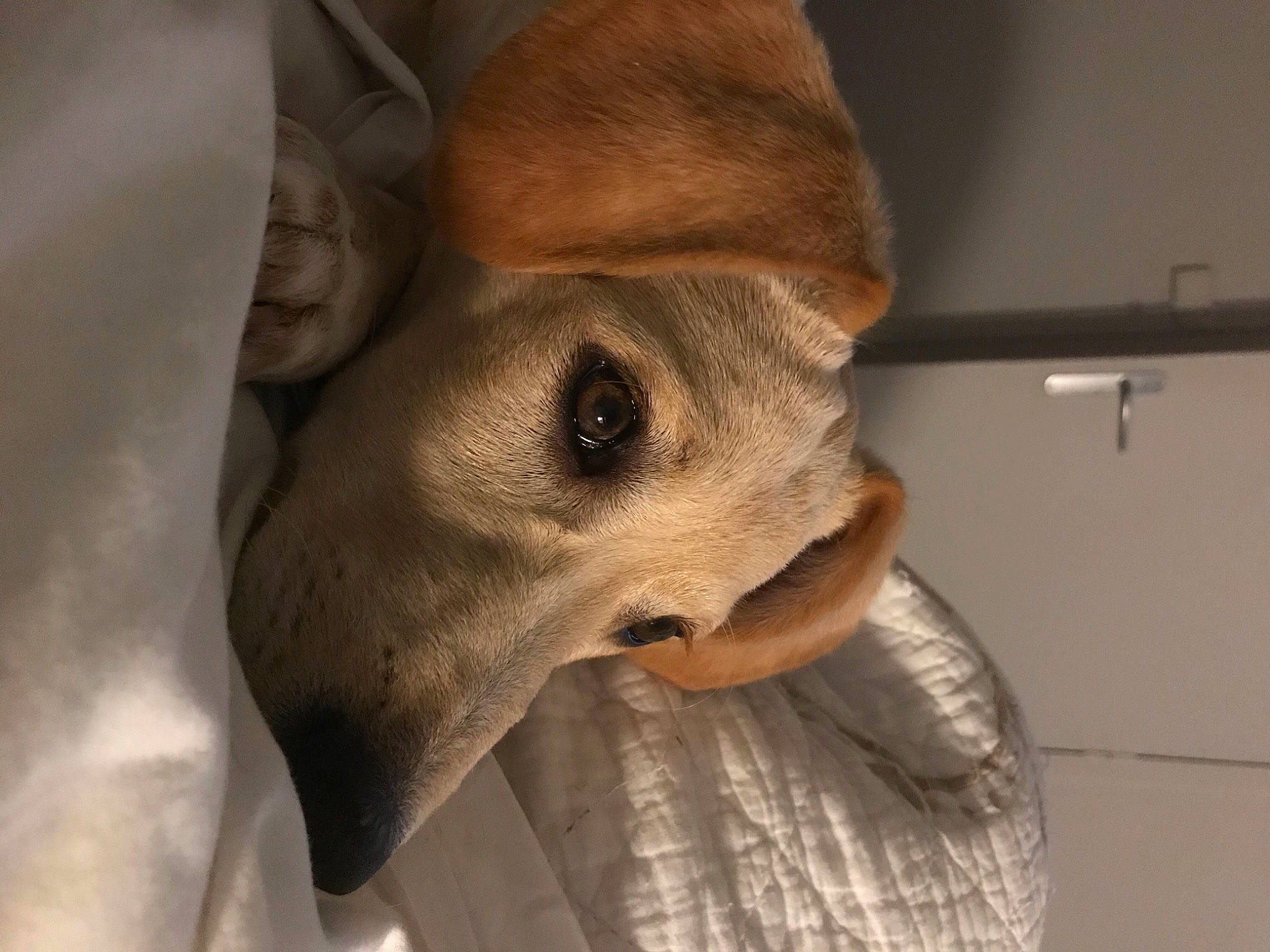 Charly participe au concours pour gagner de l'argent avec cette photo : canidae, carnivore, companion_dog, dog, dog_breed, fawn, hunting_dog, jaw, mammal, non_sporting_group, snout, sporting_group, terrestrial_animal, whiskers, working_animal, working_dog