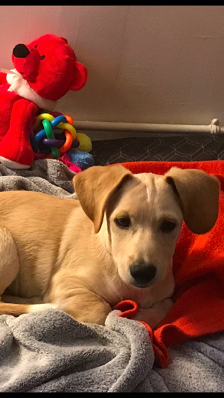 Charly participe au concours pour gagner de l'argent avec cette photo : baby_toys, canidae, carnivore, collar, companion_dog, dog, dog_breed, dog_collar, dog_supply, fawn, pet_supply, plush, snout, sporting_group, stuffed_toy, teddy_bear, toy, whiskers, working_animal, working_dog