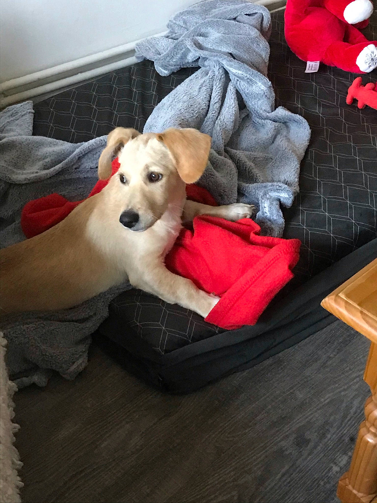 Charly a rejoint le concours — aidez-le/la à gagner de superbes lots ! canidae, carnivore, collar, comfort, companion_dog, dog, dog_bed, dog_breed, dog_collar, dog_supply, home_accessories, pet_supply, plush, sporting_group, stuffed_toy, toy, varnish, wood_flooring, wood_stain, working_animal