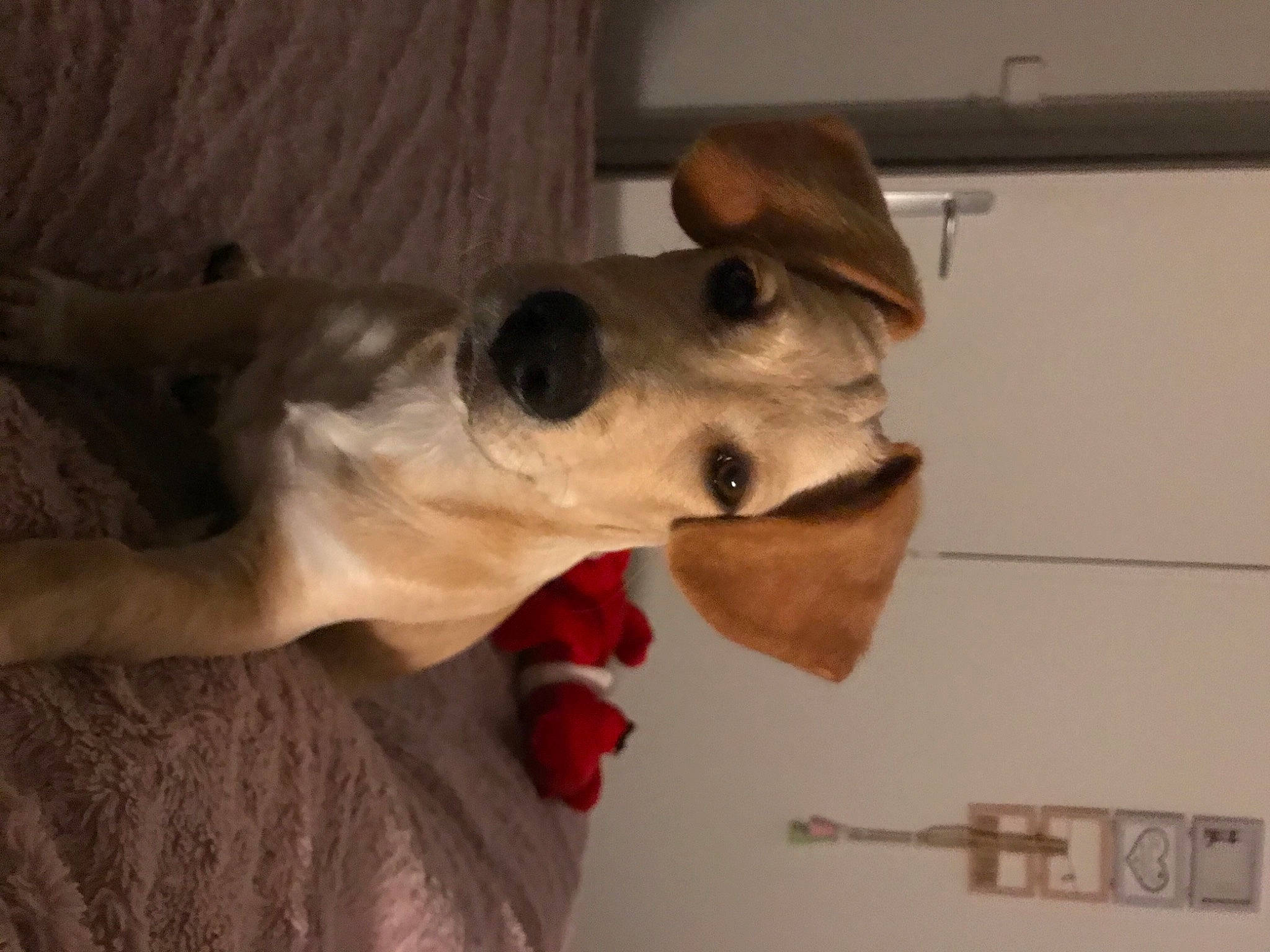 Charly participe au concours pour gagner de l'argent avec cette photo : canidae, carnivore, collar, companion_dog, dog, dog_breed, dog_collar, dog_supply, fawn, paw, pet_supply, snout, sporting_group, working_animal, working_dog