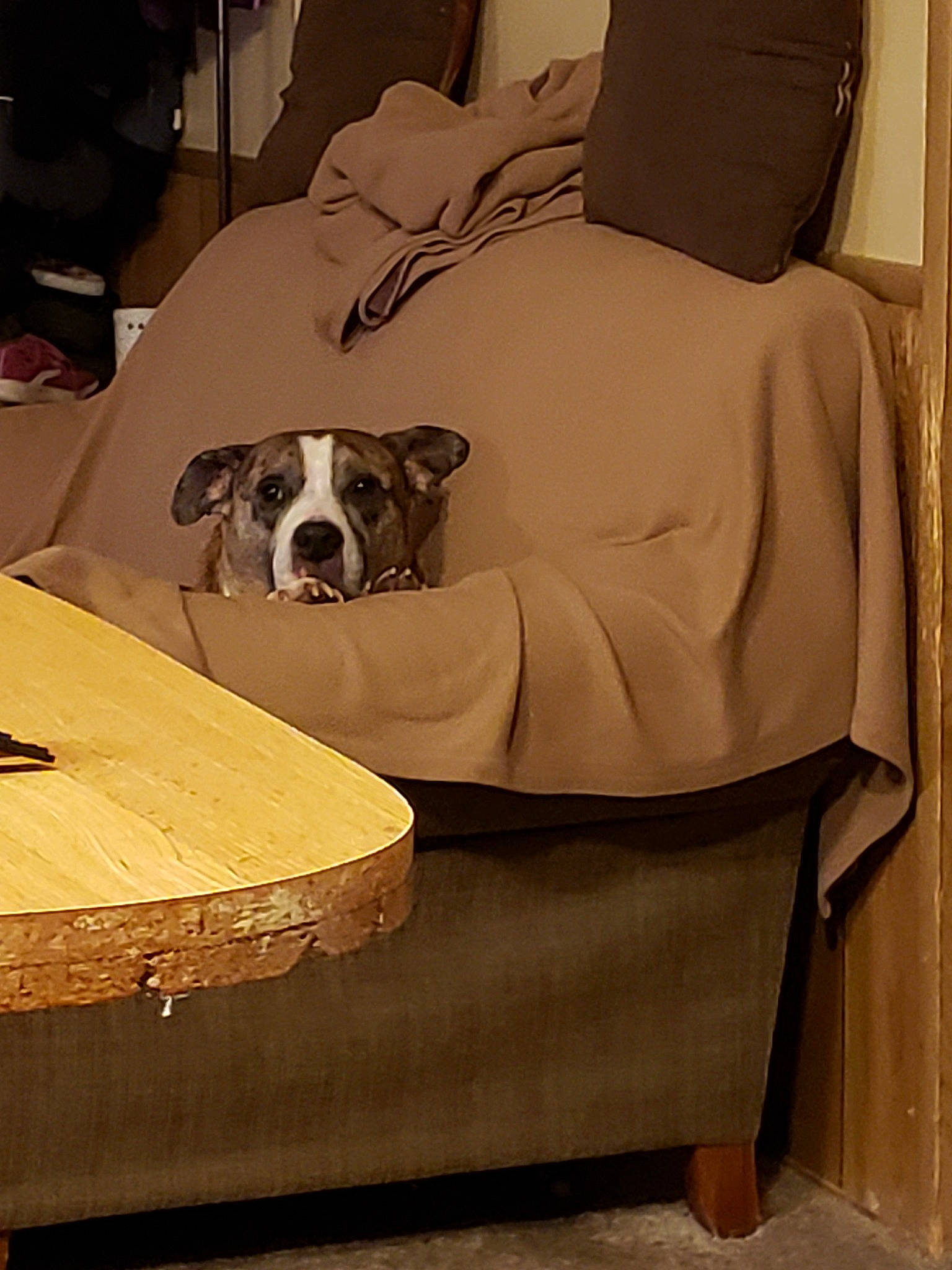 Sebastian joined the competition — help win amazing prizes! american_bulldog, canidae, carnivore, comfort, companion_dog, couch, dog, dog_breed, fawn, furniture, loveseat, non_sporting_group, slipcover, table