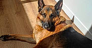 Major a rejoint le concours — aidez-le/la à gagner de superbes lots ! animal, canine, dog, germanshepherd, hardwood, hound, indoors, interiordesign, pet, plywood, policedog, puppy, stainedwood, wood
